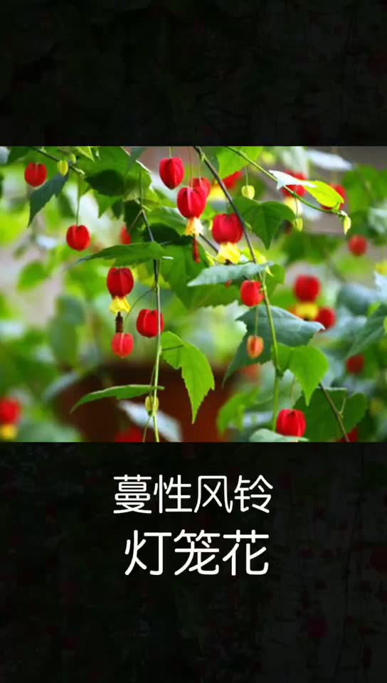 [图]灯笼花 非常喜庆的花