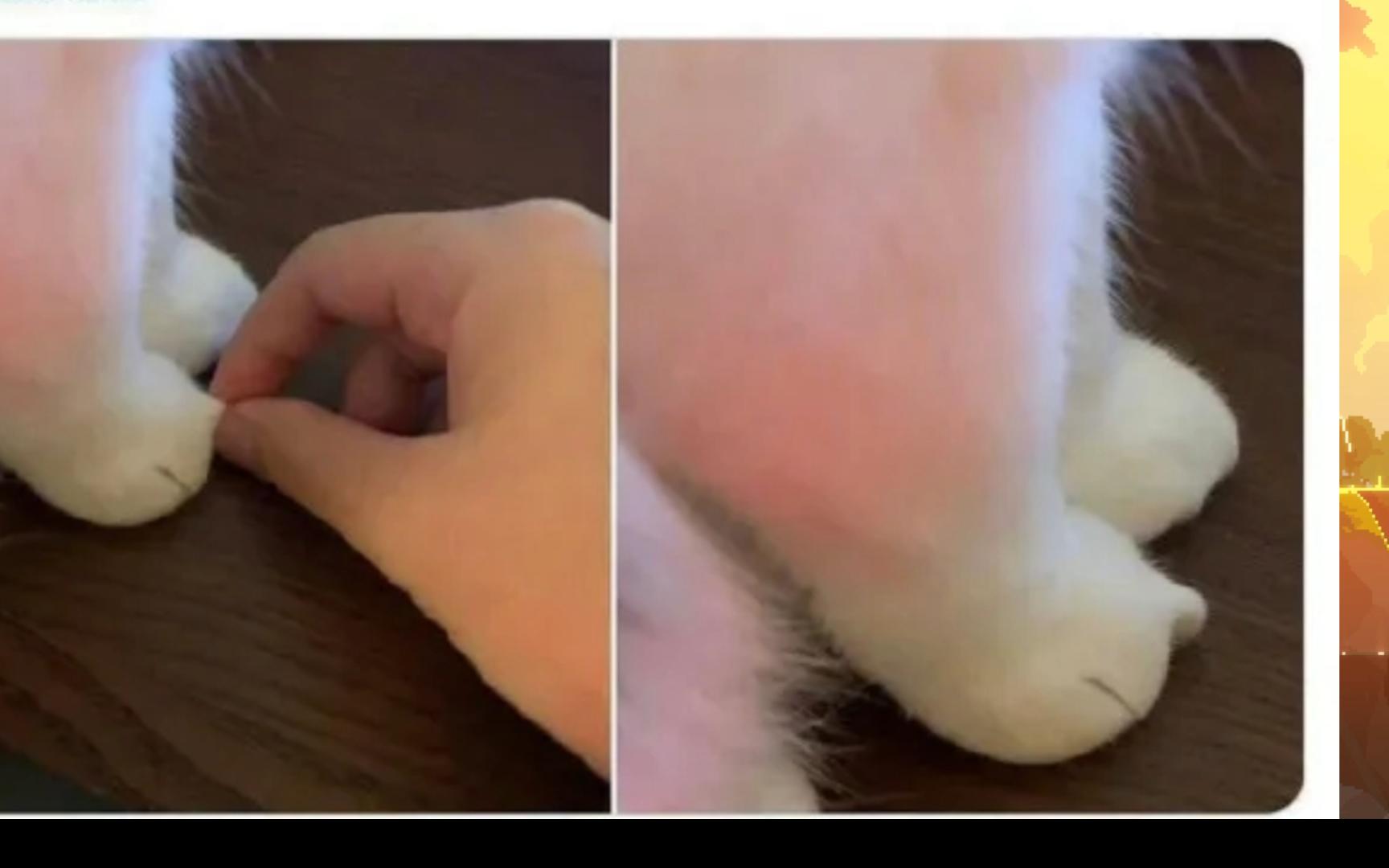 [图]【趣味meme图】猫猫的爪爪是可以捏出形状的