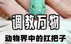 Download Video: 小哥居然是动物界里的顶级驯养师！#昆虫 #搞笑 #神操作