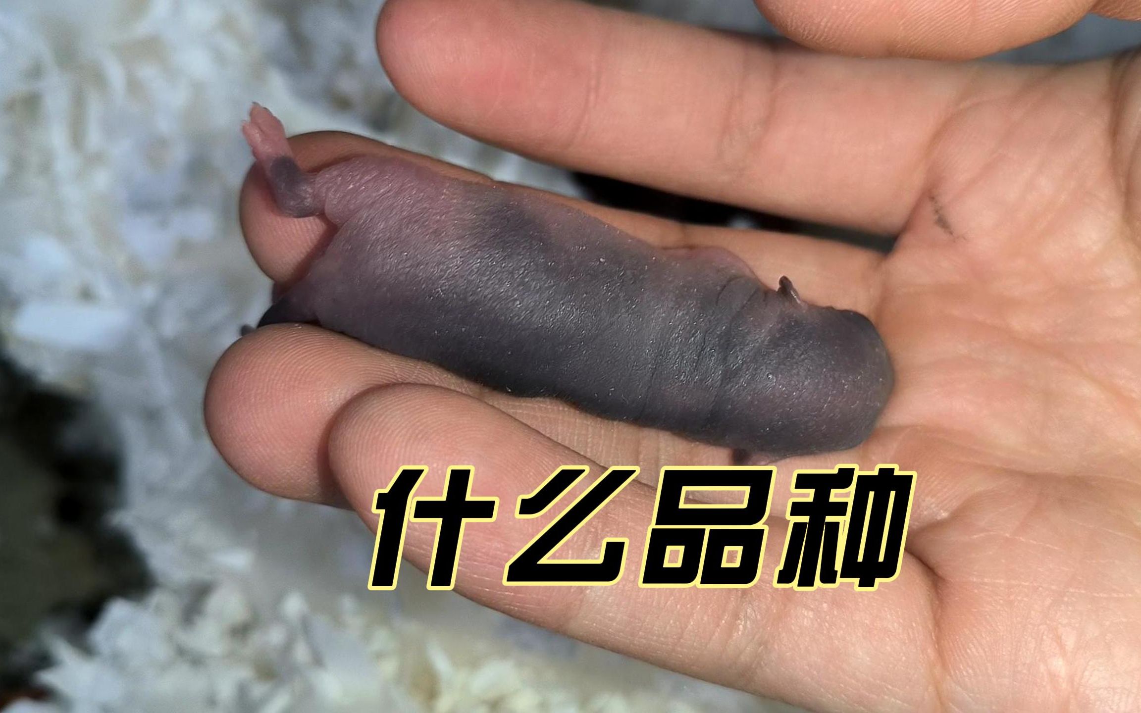 来看一下花枝鼠幼崽,有没有人养过,知道这是什么品种的花枝鼠吗