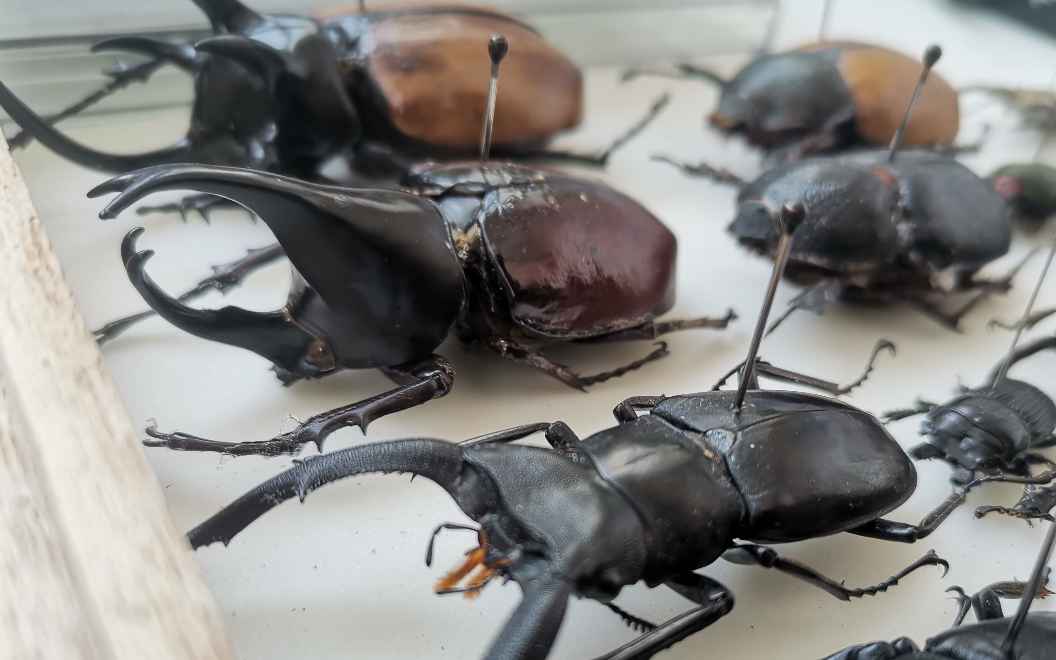 20200621锹甲和兜虫捕捉方法