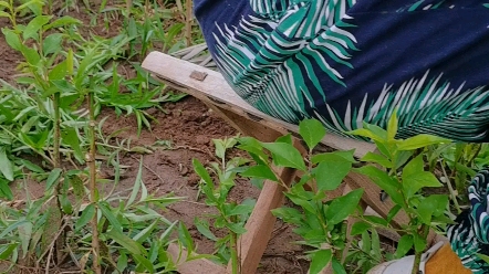 樱桃树苗哪里有售