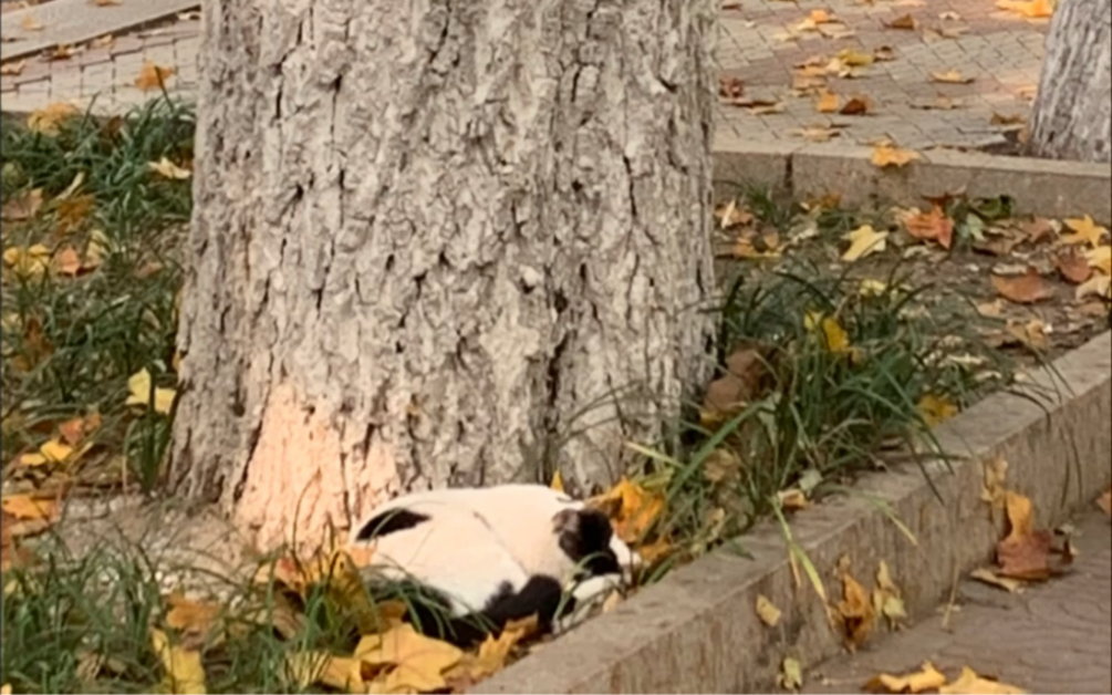 [图]古有湘云醉眠花丛中，今有小猫咪大树下边打鼾鼾