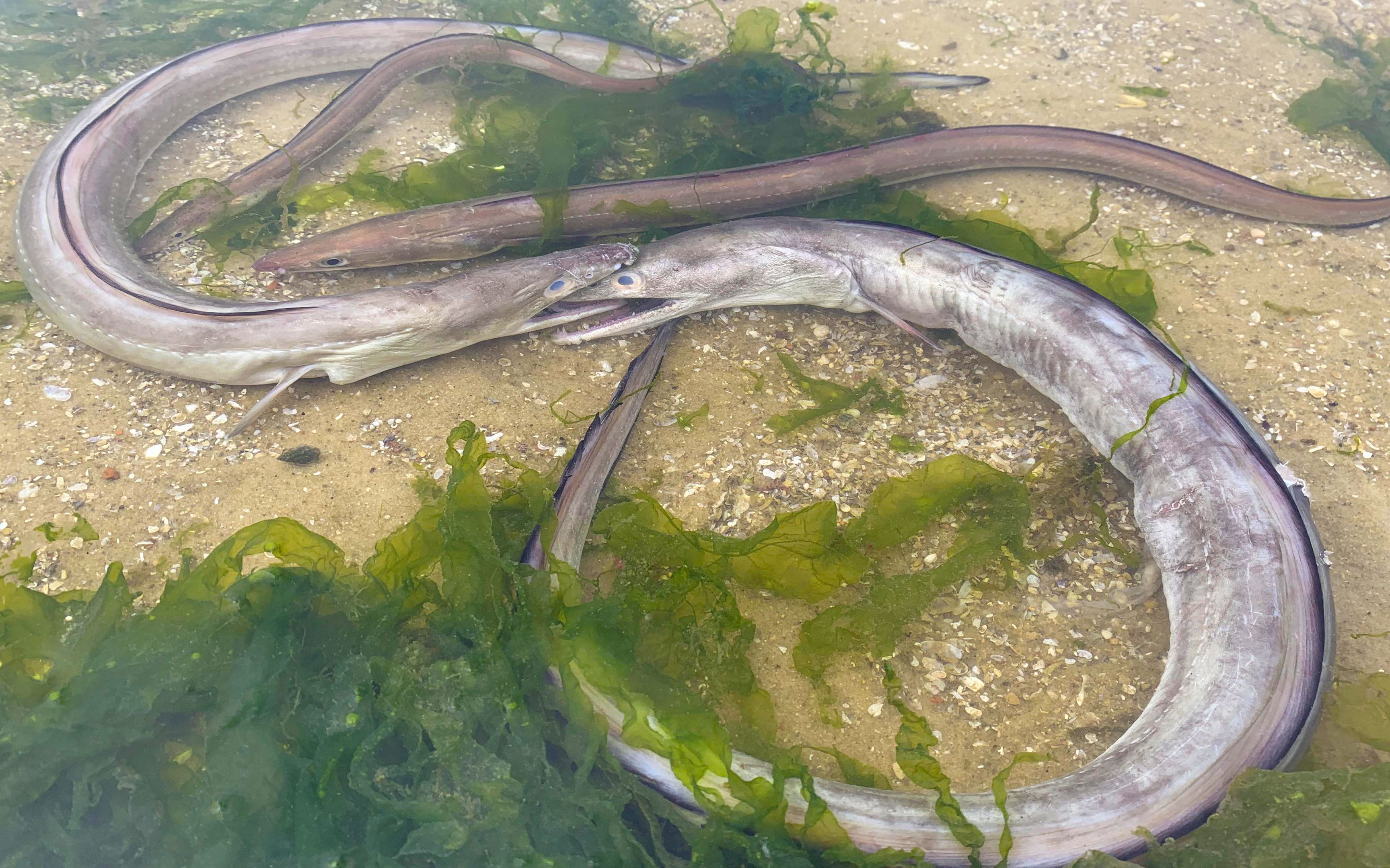 一群"大蟒龙"互相残杀太吓人,阿聪不敢轻举妄动,场面相当刺激