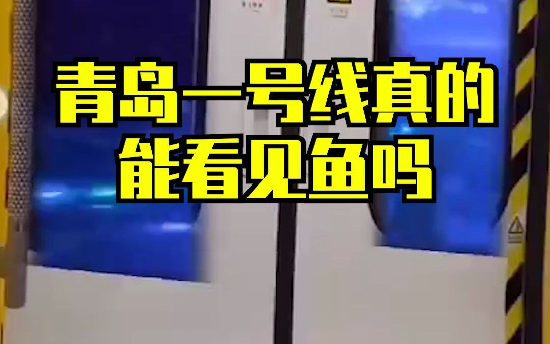 你们相信青岛地铁上能看到鱼吗?哔哩哔哩bilibili