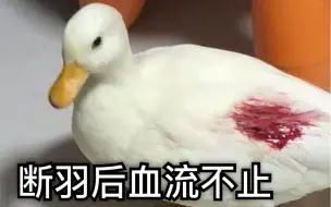 Download Video: 【call duck 柯尔鸭】香菜的大危机！铁憨憨把自己咬到血流不止！历时一星期终于恢复健康！