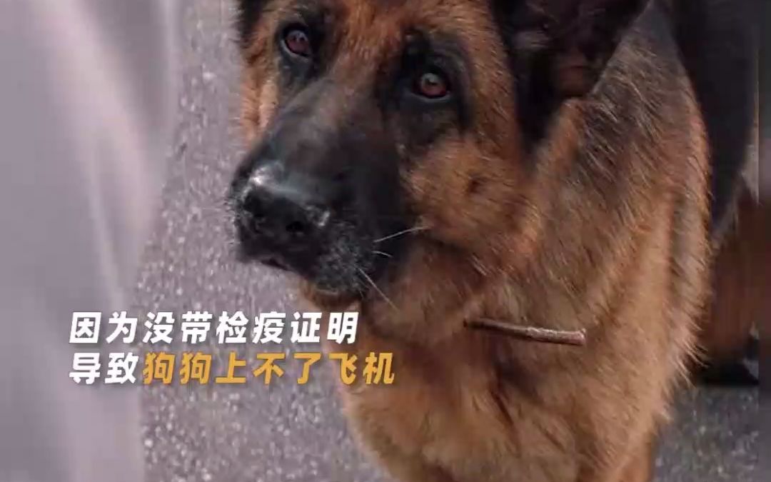 [图]#电影忠犬帕尔玛确认引进 一只被主人抛弃的狗，一条没有尽头的机场跑道，它痴痴等了2年。#电影忠犬帕尔玛 根据真实事件改编。