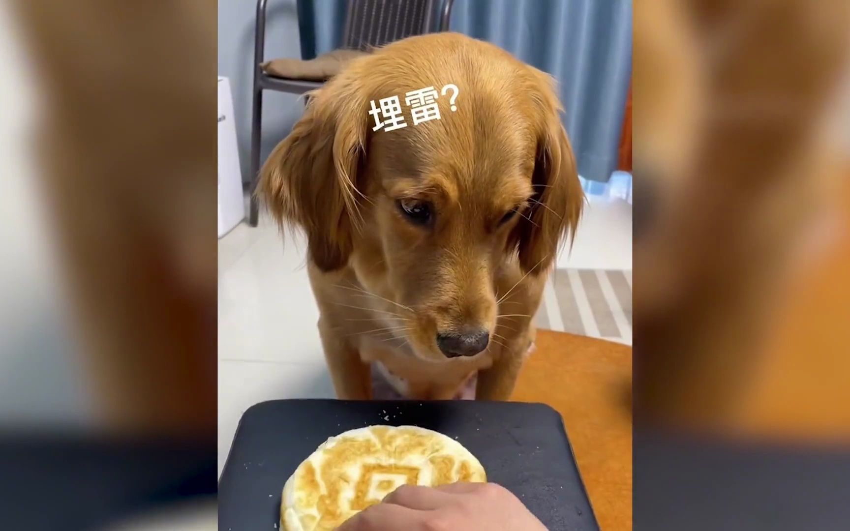 盘点那些狗狗秒怂瞬间,狗仗人势被演绎的淋漓尽致,真欺软怕硬