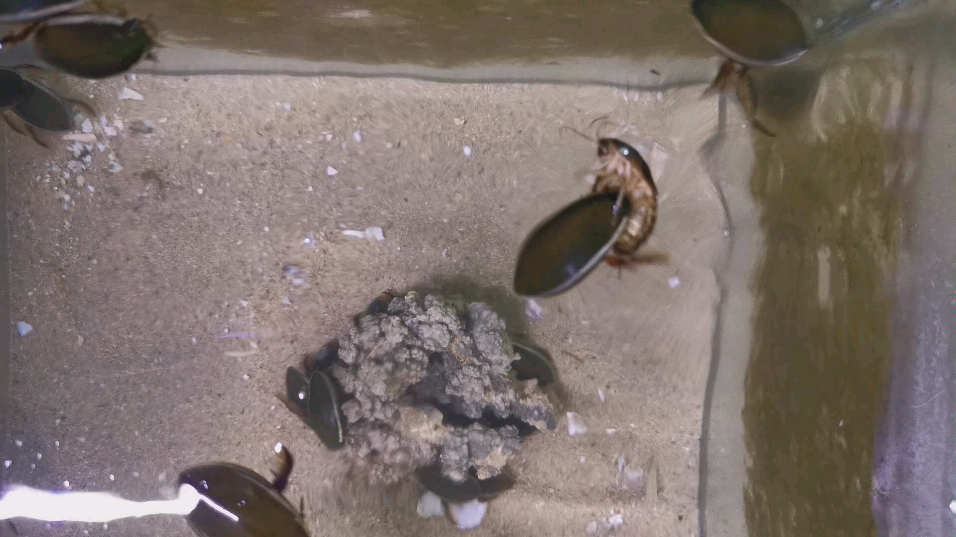 龙虱捕食杜比亚蟑螂