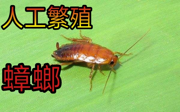 樱桃蟑螂卵荚孵化