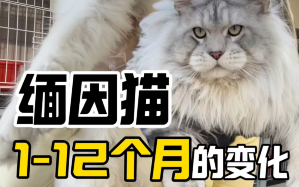 缅因猫 112个月的变化哔哩哔哩bilibili