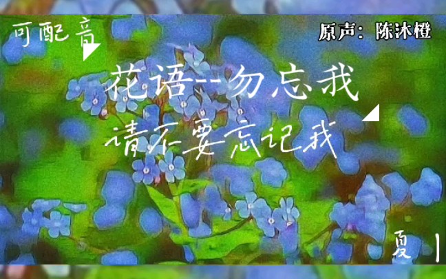 [图]花语——勿忘我