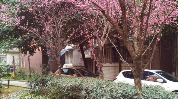 [图]《雨水时节赏早春花》纷纷红白风雨落俏丽娇容面无惊雨后新花得天时楚楚动人更鲜妍深知同花不同命一片赤诚花不争不论环境吐芬芳不辱使命添锦绣