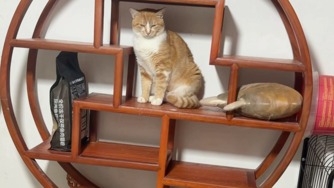 这啥猫这么喜欢这个博古架