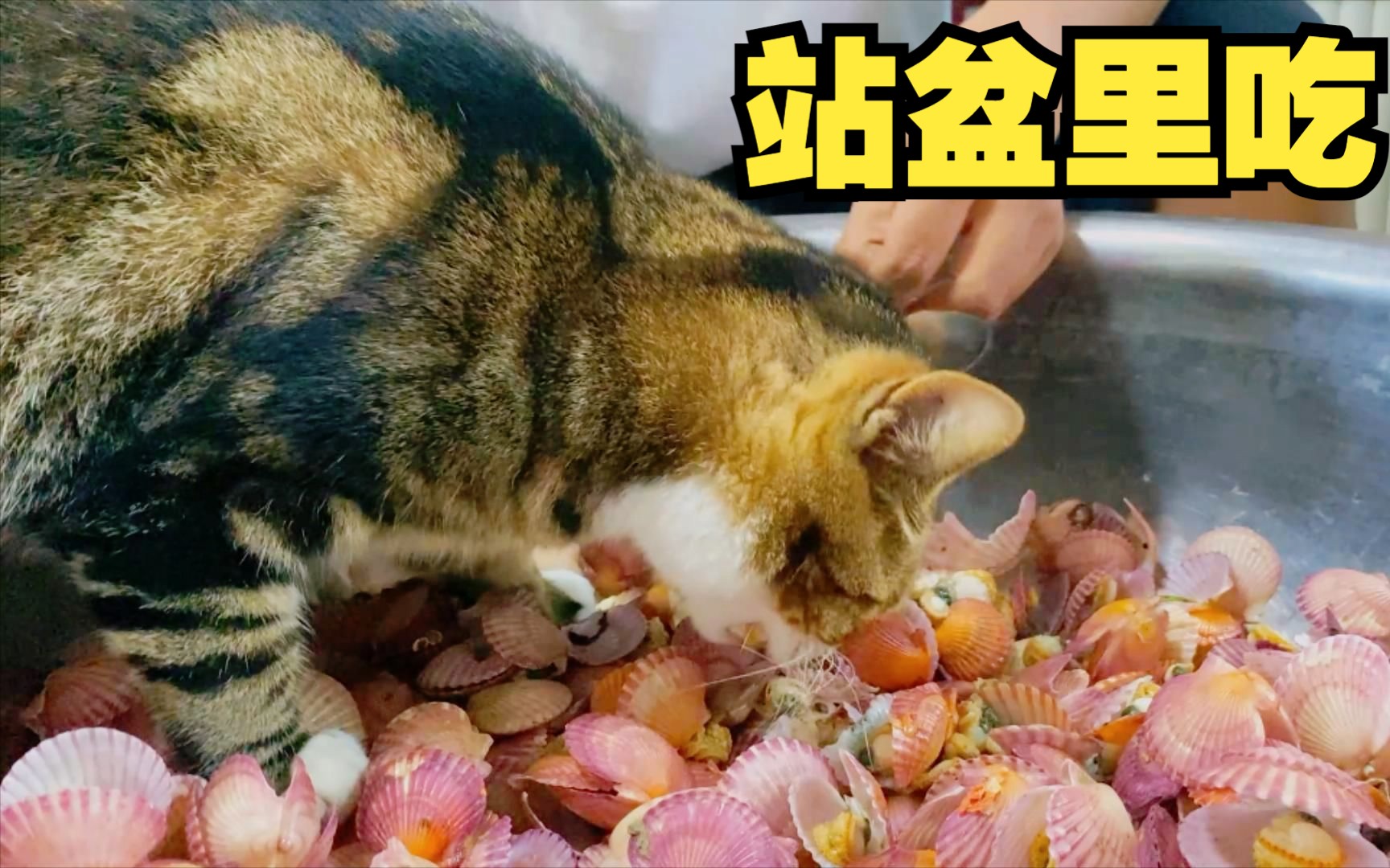 聪明的小猫咪从来不自己扒扇贝,直接站盆里吃现成的哔哩哔哩bilibili