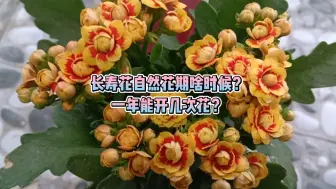 Download Video: 长寿花到底一年能开几次花？自然花期是什么时候？你明白了没