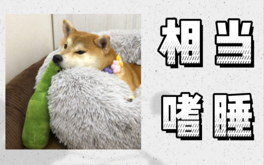 在饭桌上打瞌睡,玩着玩具打瞌睡…柴犬犯困形态一览