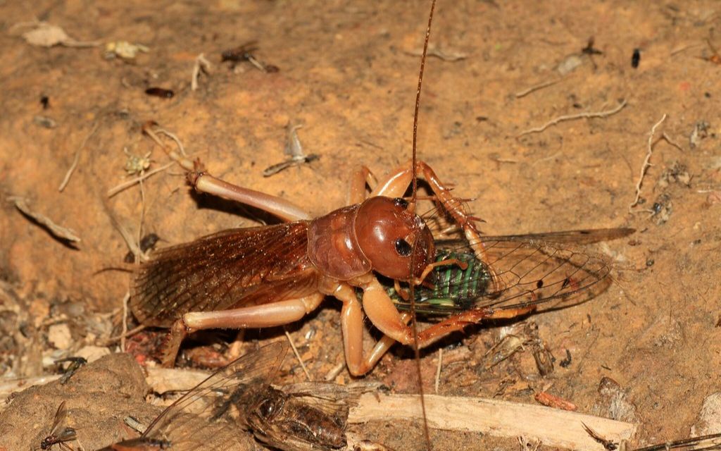 御灵苑蓝星物语背负误解的战神siaferox