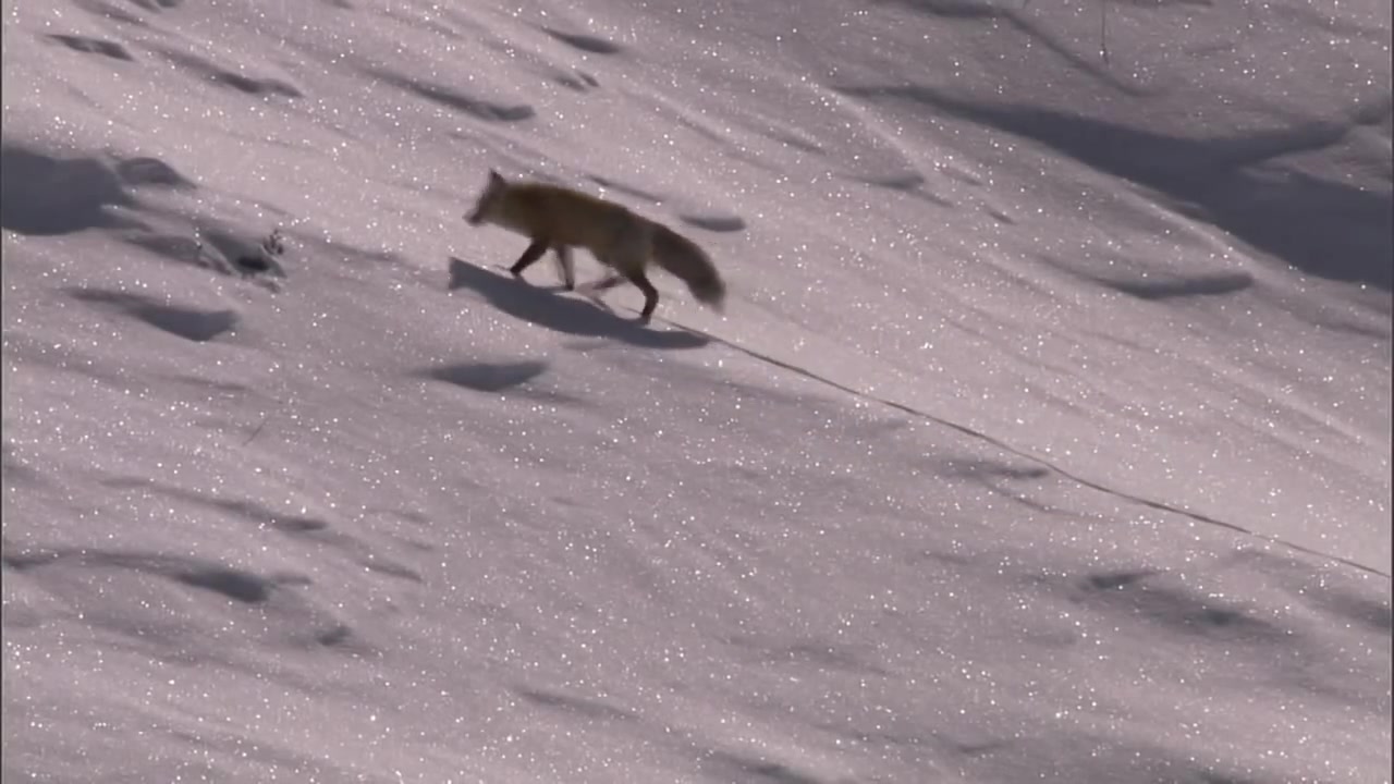 [图]红狐，雪下捕猎场景