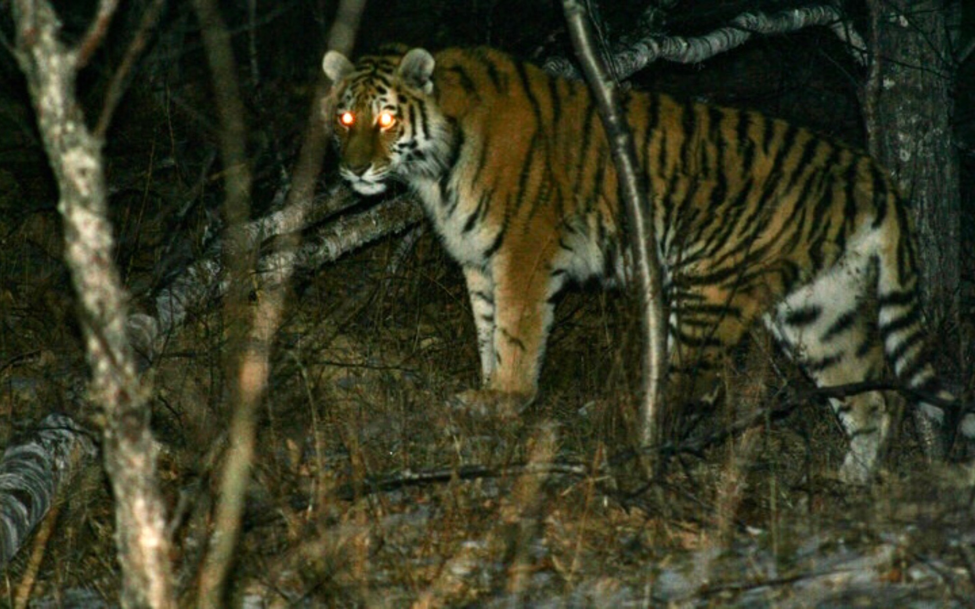 网友林中遇老虎,为何东北虎很少伤人,而孟加拉虎伤人数量那么多