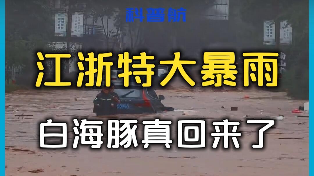 江浙特大暴雨 白海豚怎么还没走