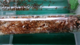 疑是矮大头蚁搬运粉蒸肉米粉8倍速 哔哩哔哩 つロ干杯 Bilibili