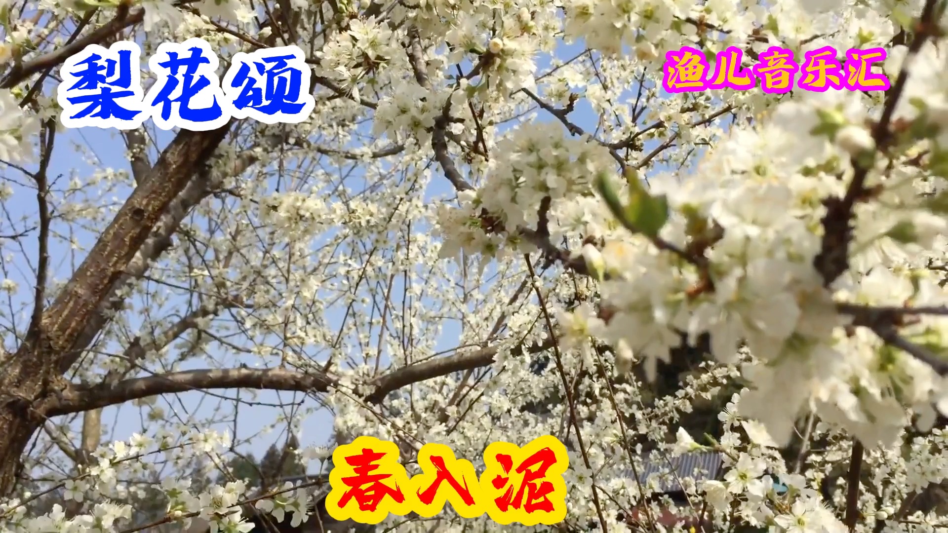 [图]《梨花颂》—梨花开梨花落，春带雨，春入泥，就像是美人一样，开了又败了，最终也只能沉入泥底，尘封为记忆