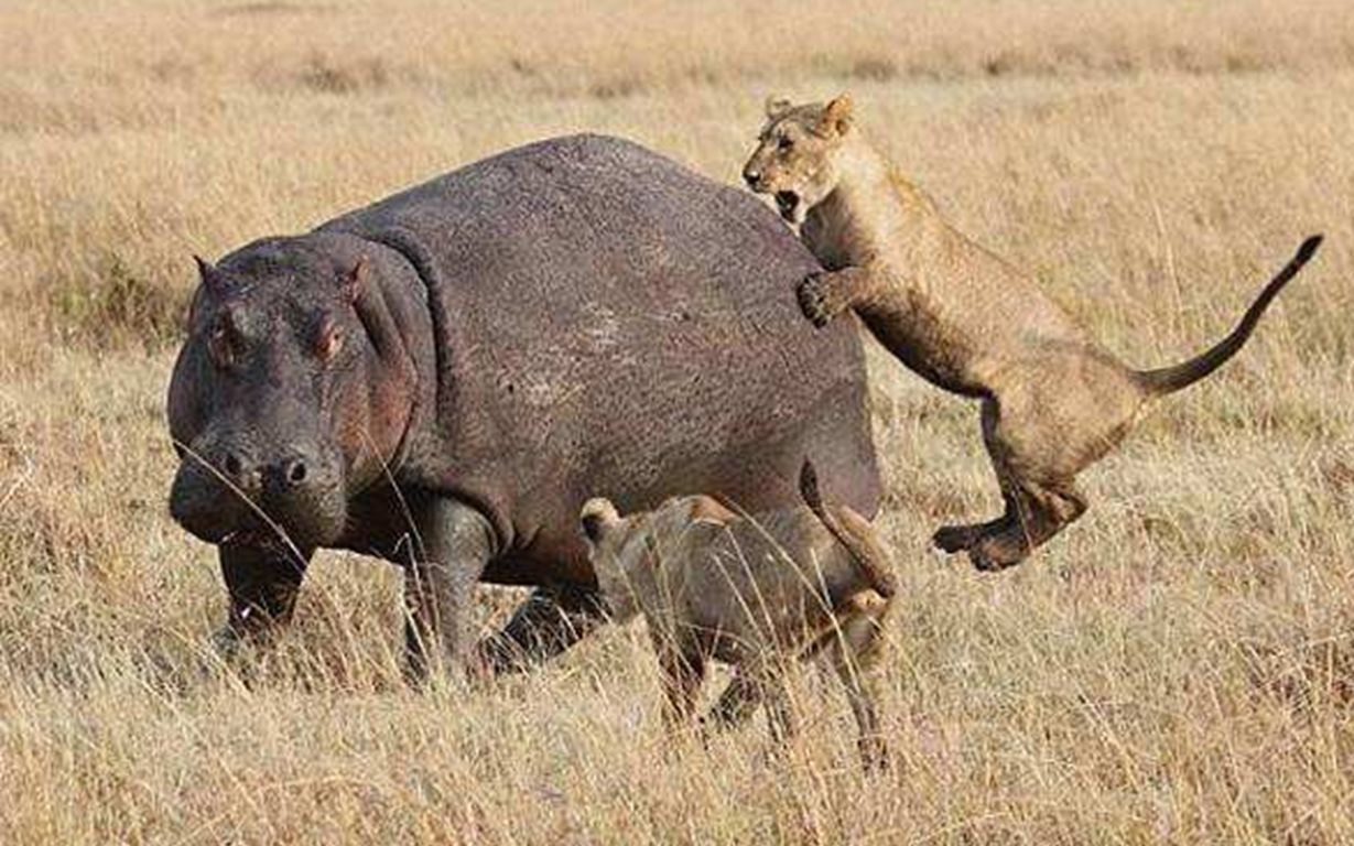 河马和狮子大战后,身上全是伤痕,最终倒了下去
