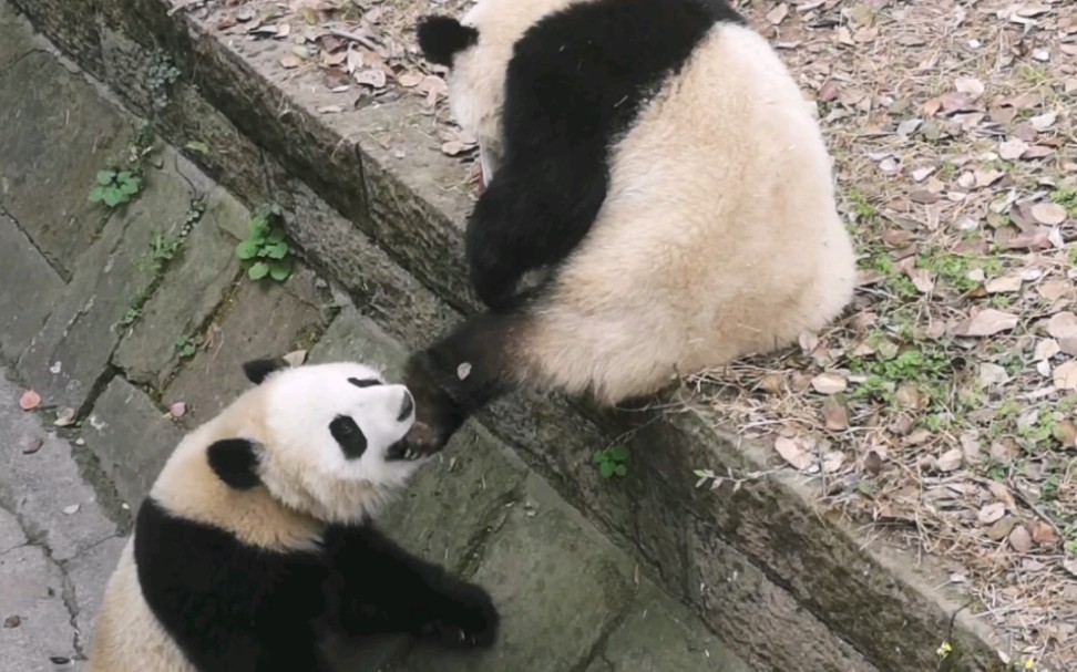 大可子又把把妹妹rua得哇哇叫..大熊猫叫声原来是这样的哔哩哔哩bilibili