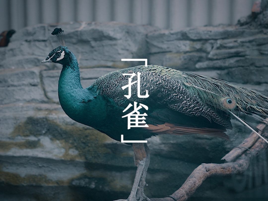 【剧情】【孔雀】动物启示录丨你朋友圈有这种人吗?