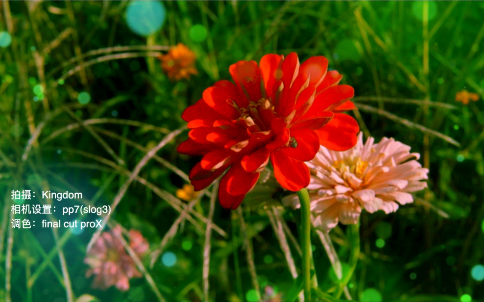 [图]《心の草原》MV；SonyA6400；pp7（slog3）