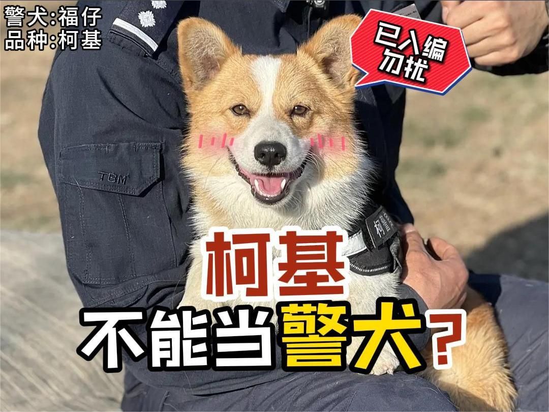 谁说柯基不能当警犬?