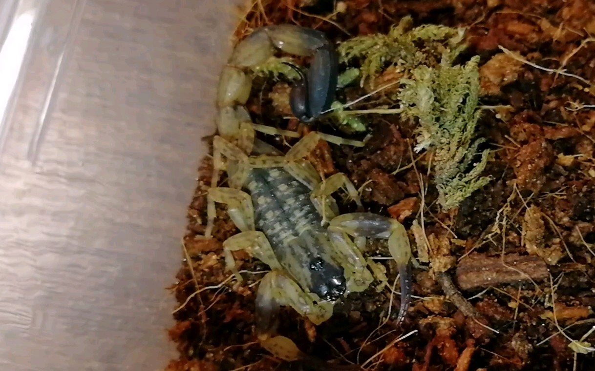 细尖狼蝎吔樱桃