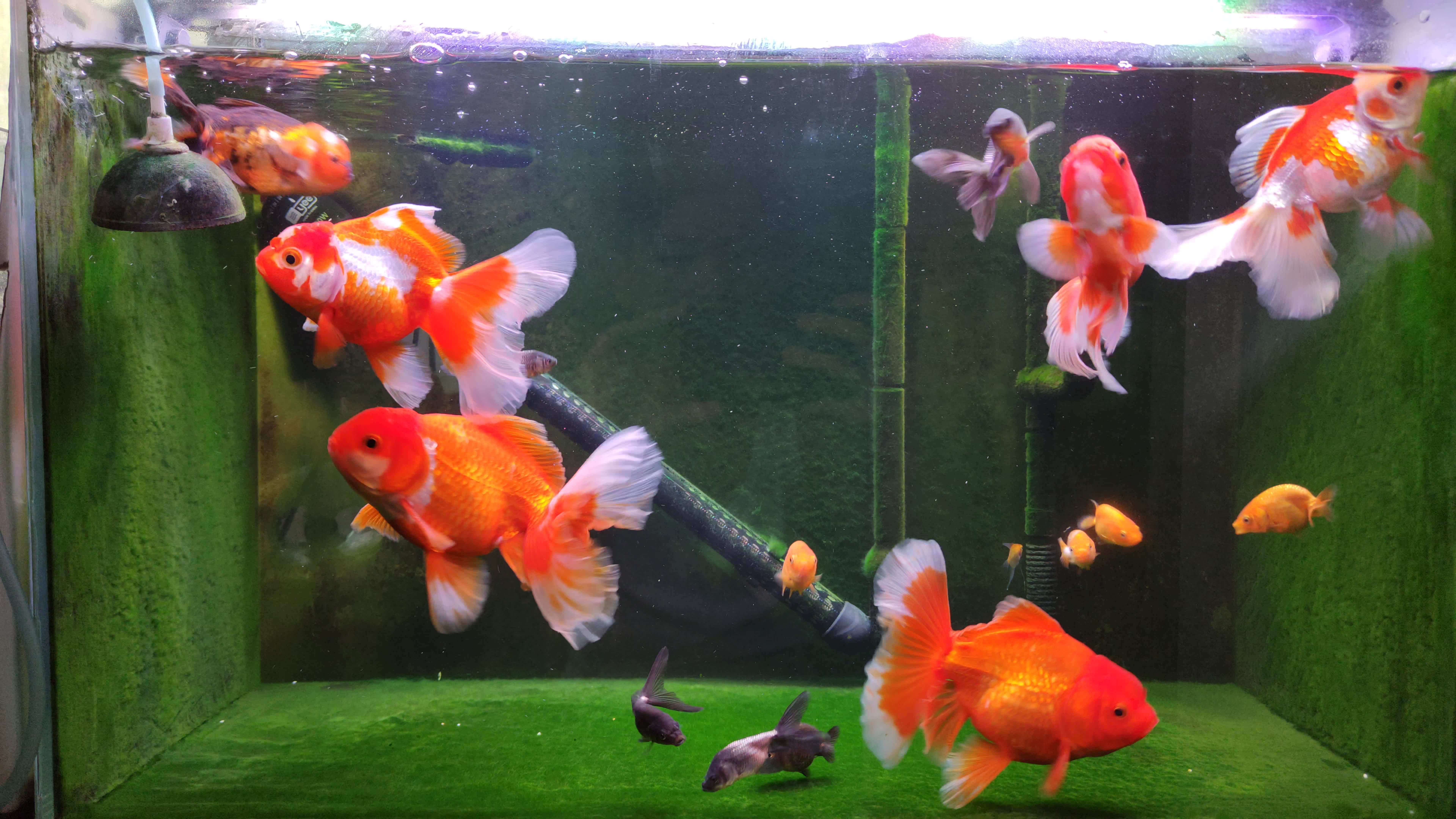 泰狮和丹凤还有小兰寿呀!鱼缸里金鱼最多的时候,要减员了呀!