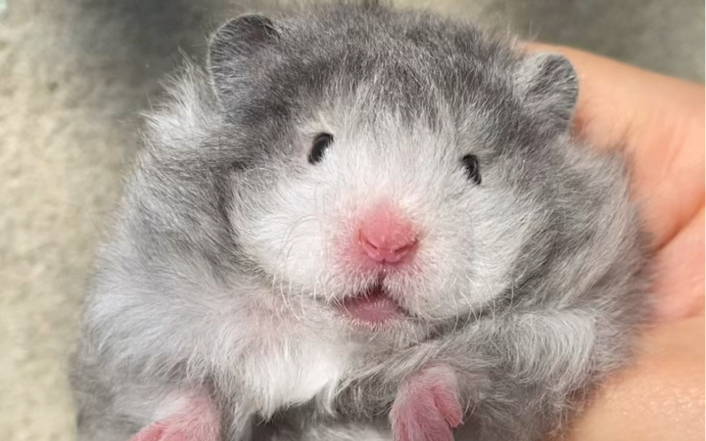 卷毛黑波利金丝熊妹妹