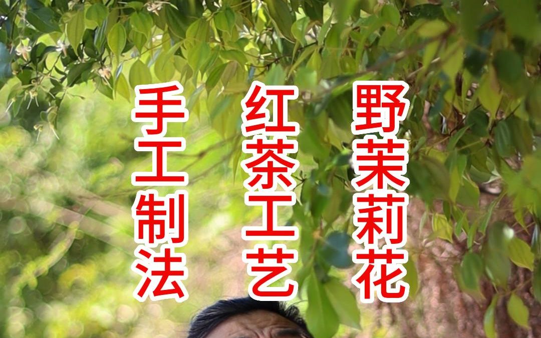 苦到怀疑人生的白龙花(野茉莉),我尝试用红茶工艺简单制作了,大家就别试了.#手工制茶哔哩哔哩bilibili