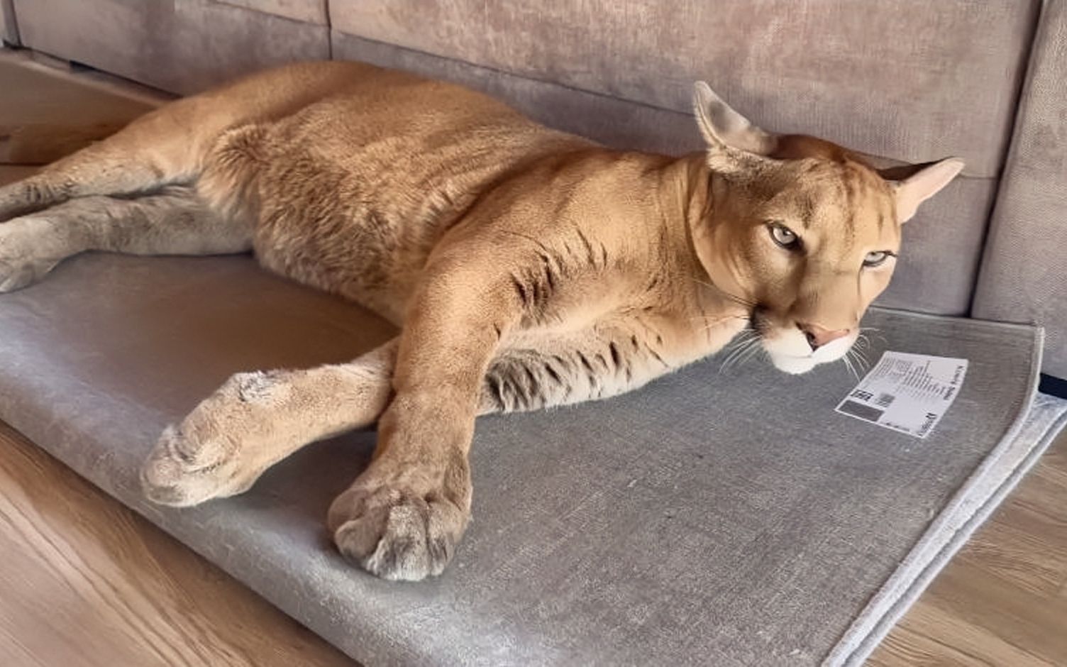 美洲狮梅西被迫散步一整天后...