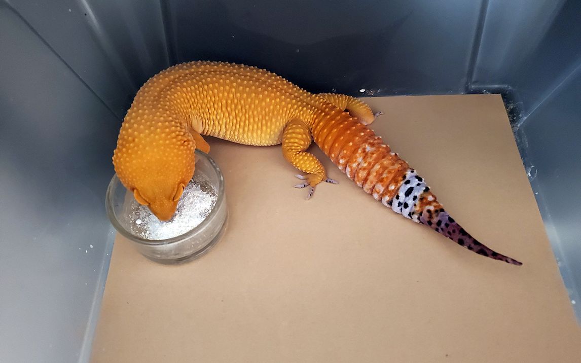 毫升发现豹纹守宫枯尾了别犹豫赶紧切掉