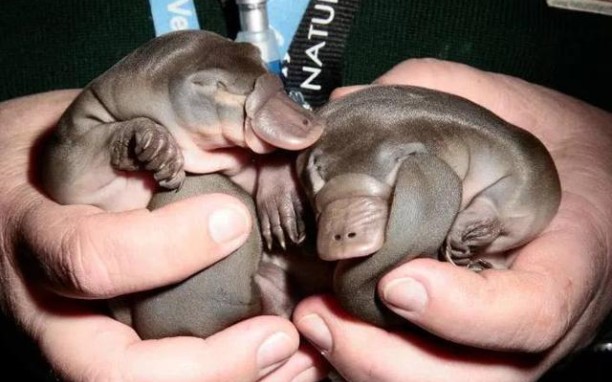 "鸭嘴兽宝宝居然还存在"