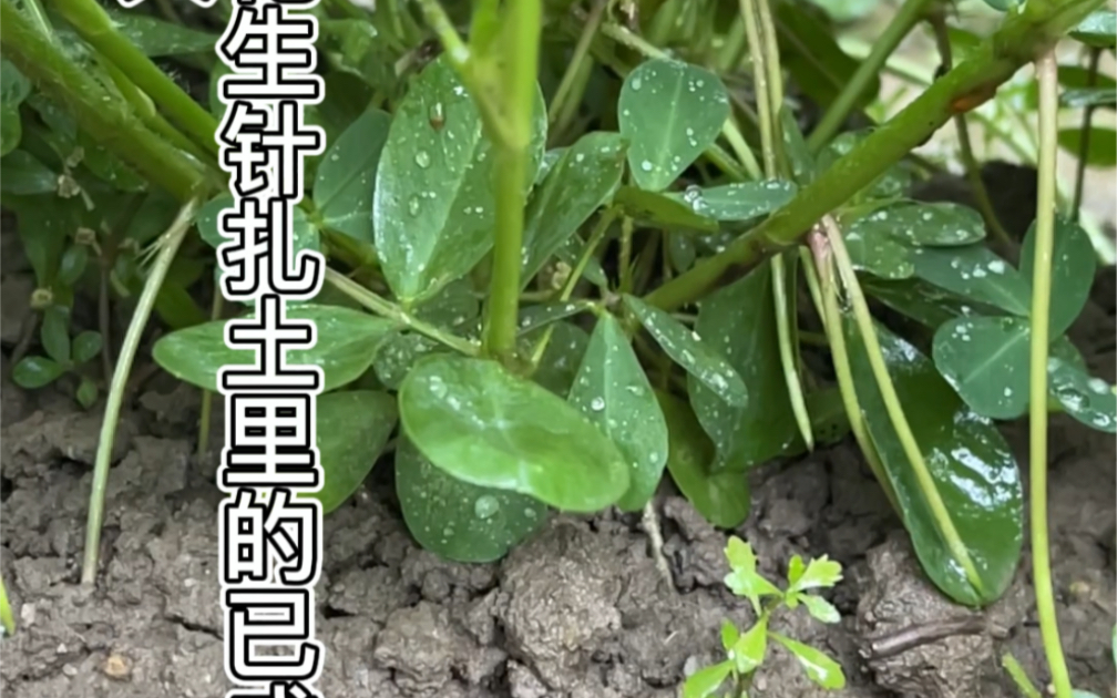 淡淡无奇的农民真实生活,花生种植.哔哩哔哩bilibili