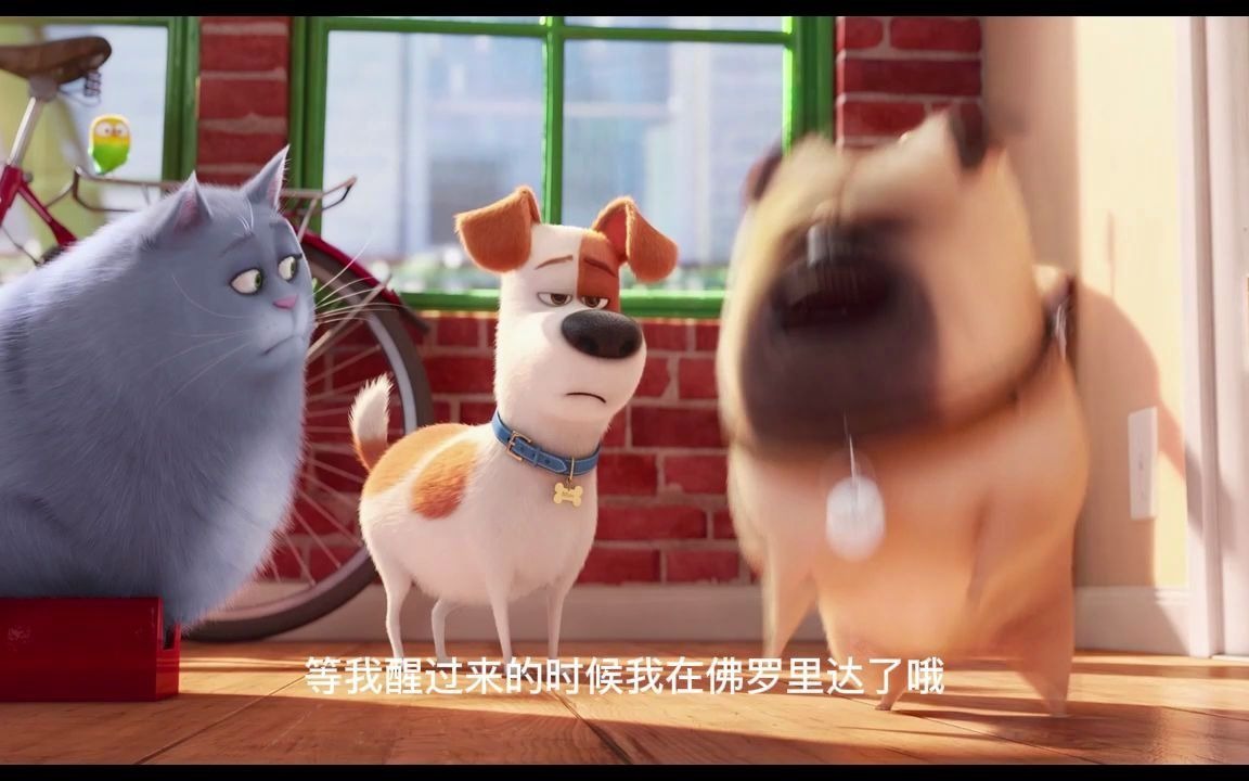 爱宠大机密 高清配音素材 中文字幕中文配音哔哩哔哩bilibili