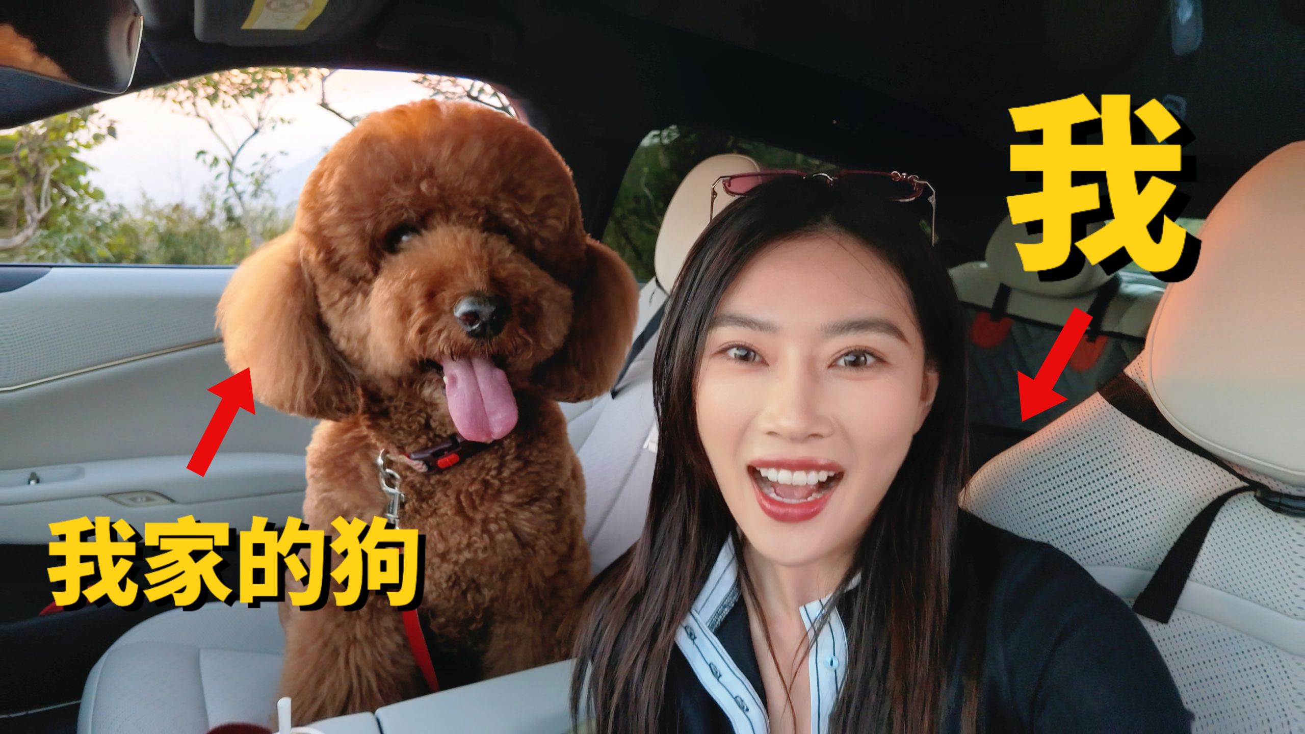 花5W带它回国！！这是我做过最正确的决定.....
