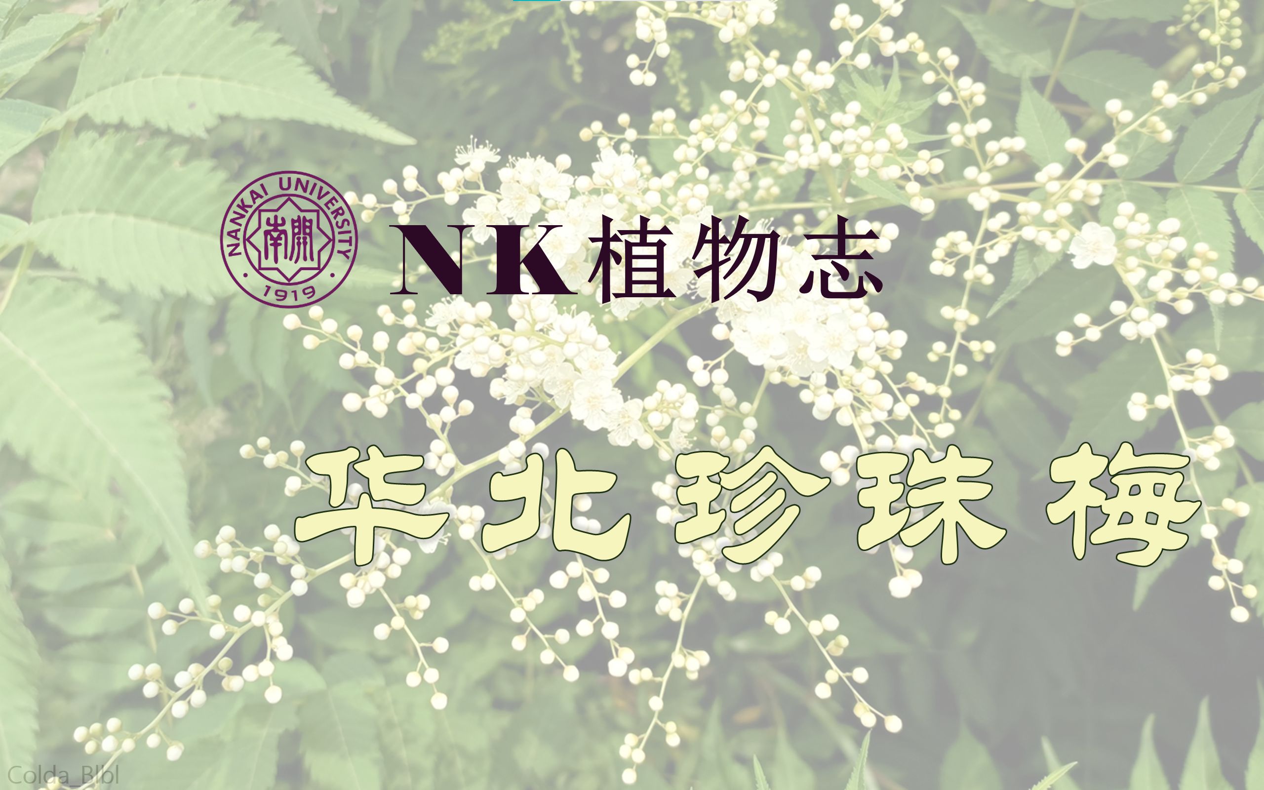 【NK植物志】16华北珍珠梅哔哩哔哩bilibili