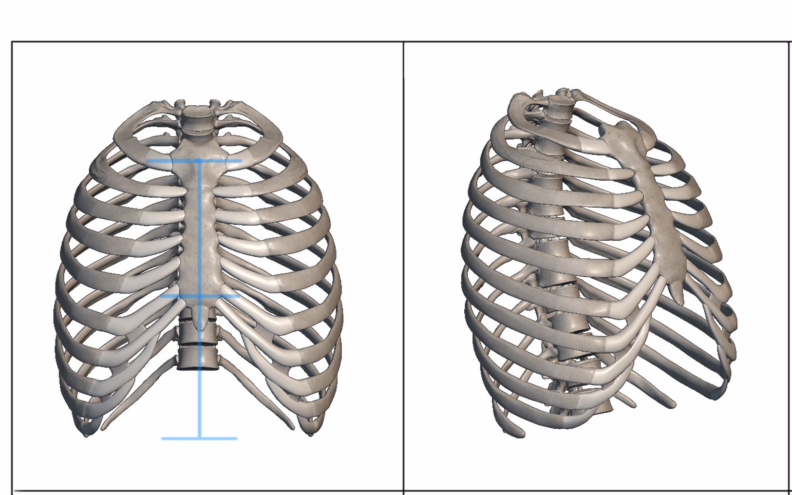 最容易上手的人體解剖胸腔骨骼1