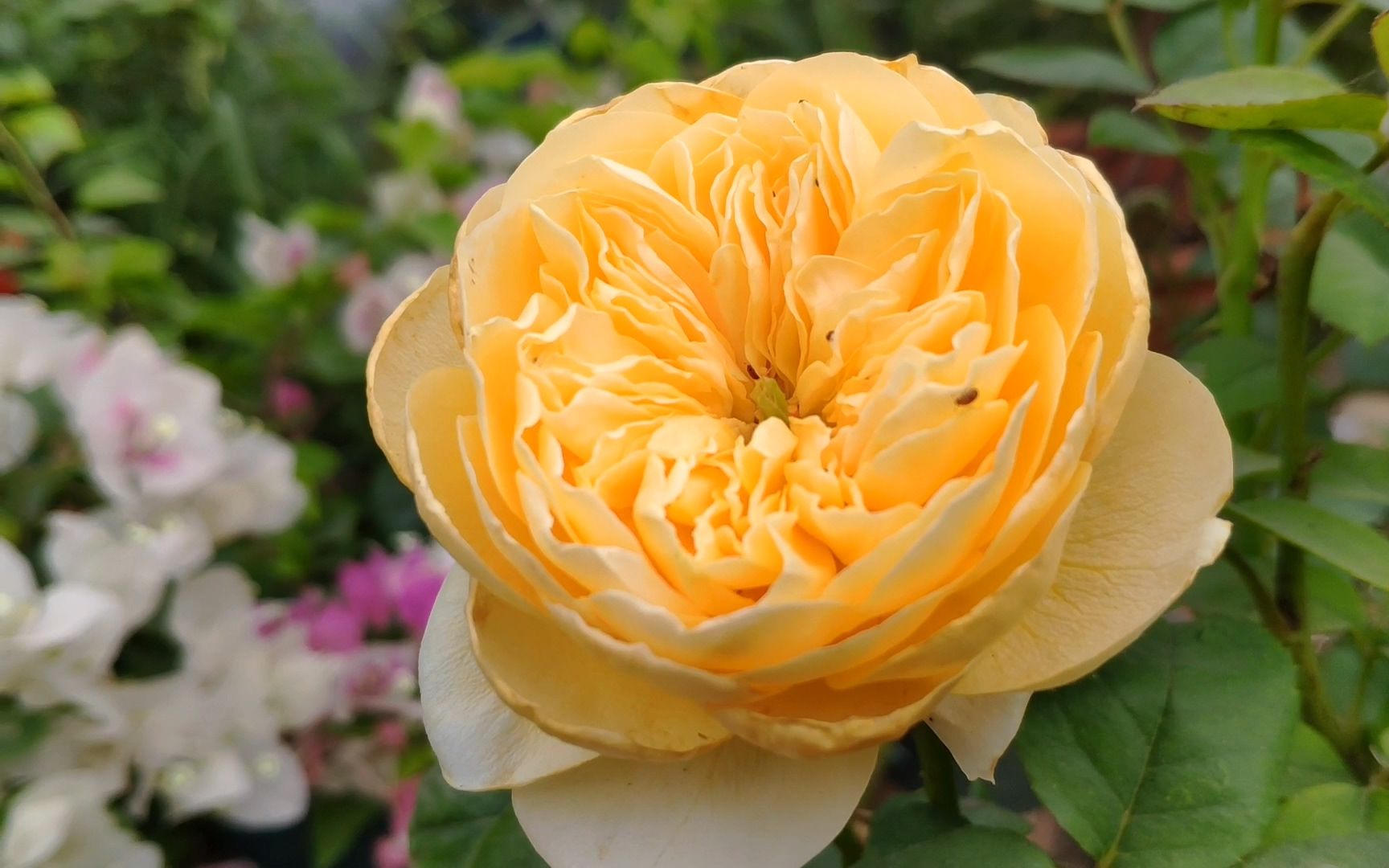 亮黄色的月季品种圣女贞德直立开花不垂头适合盆栽