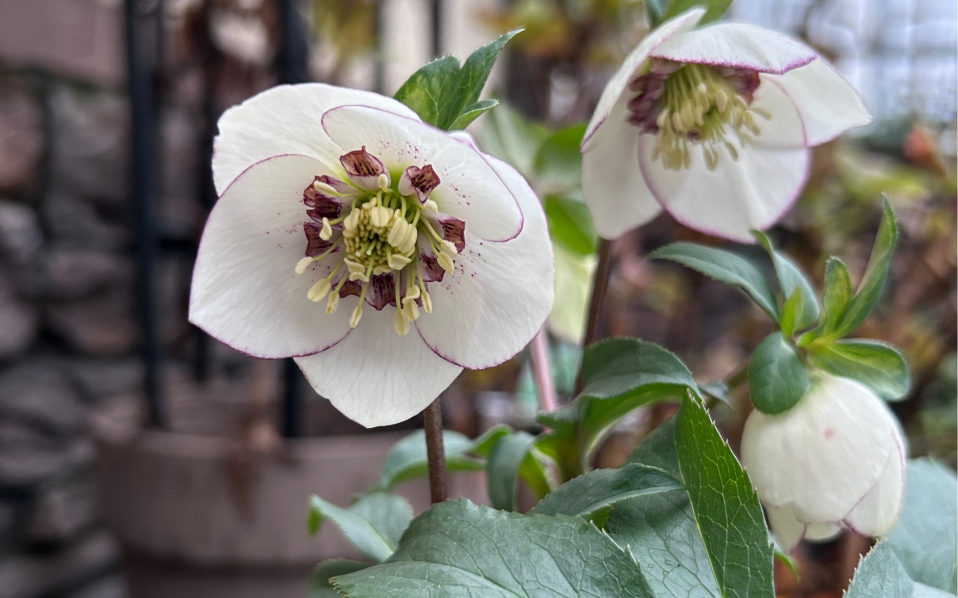 清新脱俗的铁筷子花