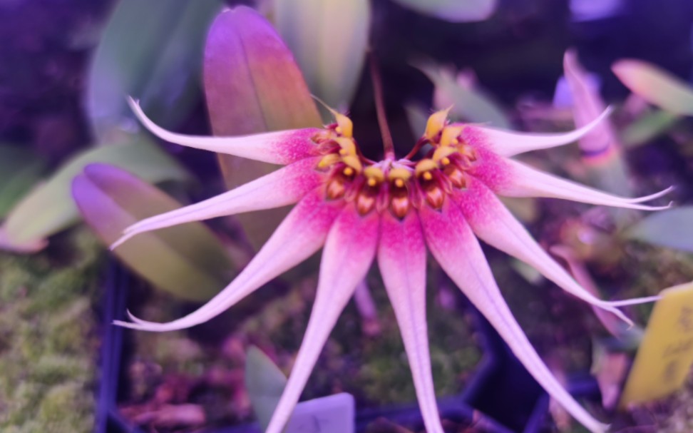 【植物展示】石豆兰Bulbophyllum cercanthum,今年第二次复花了.哔哩哔哩bilibili