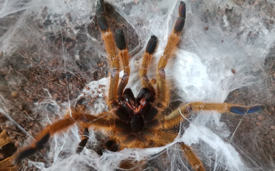 【节肢】穴居捕鸟蛛喂食 新人up蛛调戏c8橙巴布