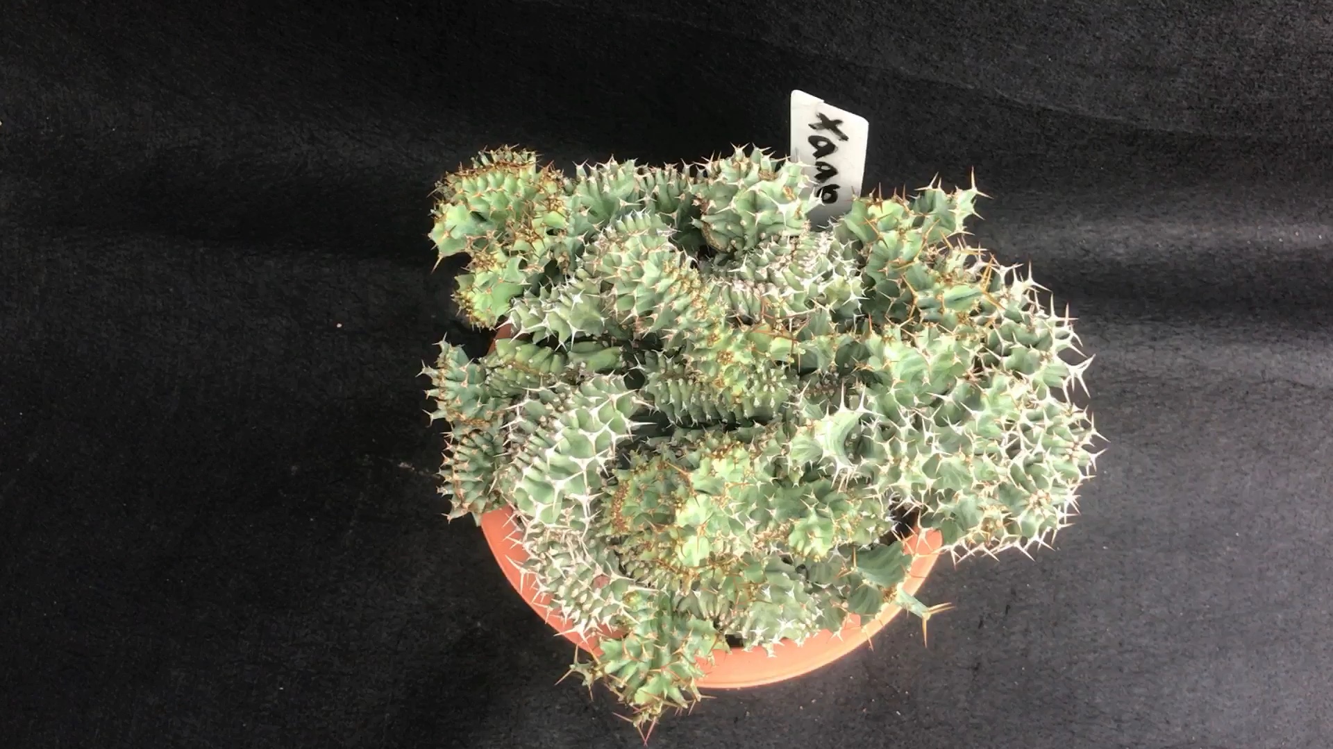 绿植盆栽#恒持麒麟缀化(大戟)