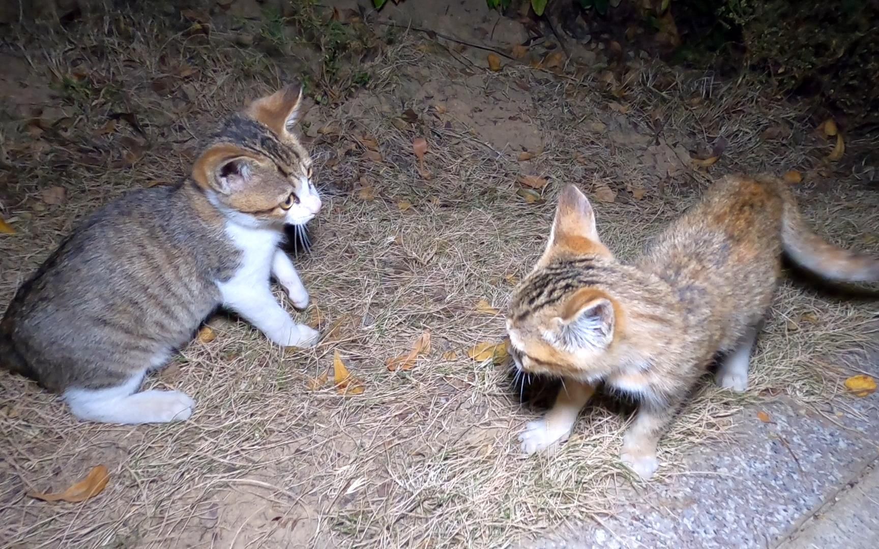 夜晚拍摄流浪猫一家,两只小野猫太调皮了,一言不合就掐起来!